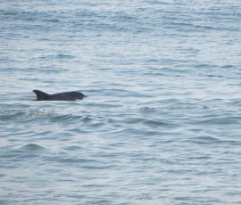 A dolphin swims near the surface of calm ocean water, with gentle waves visible around it.