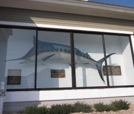 Large mounted blue marlin displayed in a glass case outside a building, with plaques beneath it.