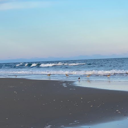 Small shorebirds walk along the wet sand by gentle ocean waves under a light blue sky.