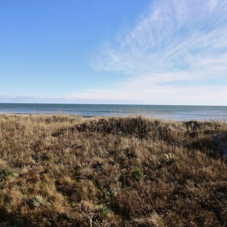 Sandy beach with tall grasses in the foreground and calm ocean water under a clear blue sky.