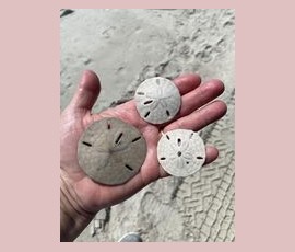 A hand holds three sand dollars of different sizes on a sandy beach with tire tracks in the background.