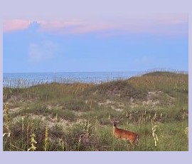 A deer stands in tall grass near sand dunes, with the ocean and a pastel sky in the background.