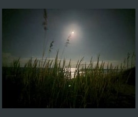 Tall grass in the foreground with a bright moon shining over the ocean at night.