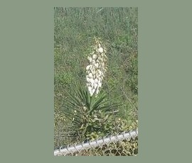 A yucca plant with a tall stalk of white flowers grows next to a chain-link fence in a grassy area.