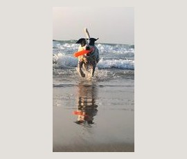 Dog running through shallow ocean water with an orange toy in its mouth, waves in the background.