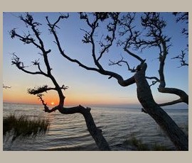 Leafless tree branches frame a sunset over calm water, with grass visible at the shoreline.