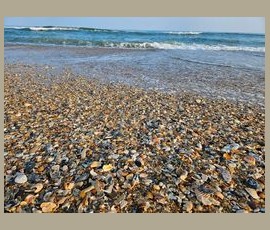 Close-up of a beach covered in mixed seashells with ocean waves in the background under a clear sky.