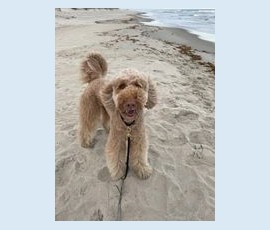 A fluffy tan dog stands on a sandy beach near the shoreline with a leash attached to its collar.