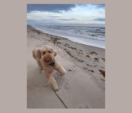Beige curly-haired dog running on a sandy beach near the ocean under a cloudy sky.