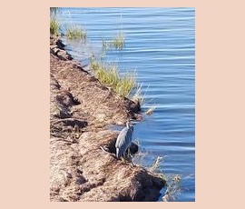 A grey heron stands on the rocky edge of a body of water with reeds and calm blue water visible.