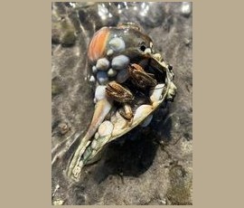 A marine snail shell with two small crabs inside, partially submerged in shallow water.