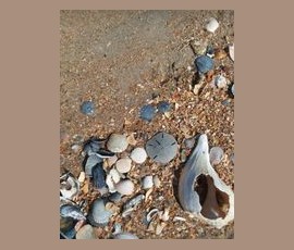 Various seashells, a sand dollar, and a large conch shell scattered on sandy ground.