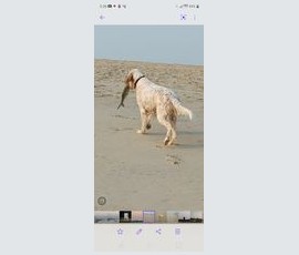 A white dog walks on a sandy beach carrying a fish in its mouth.